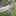 Print Flutter Sleeve Twirl Dress with Pockets in Lavender Chickens (314520)