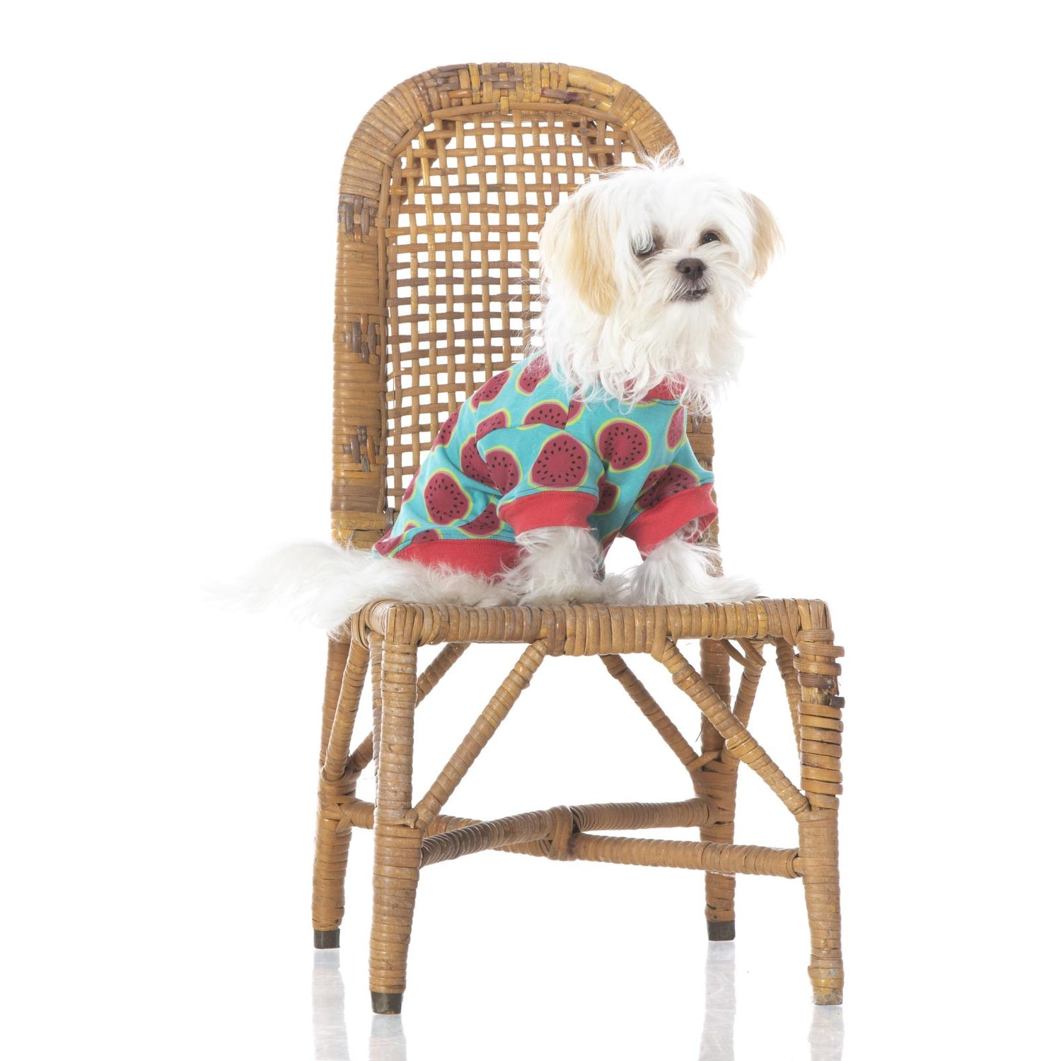 Print Dog Jammies in Neptune Watermelon