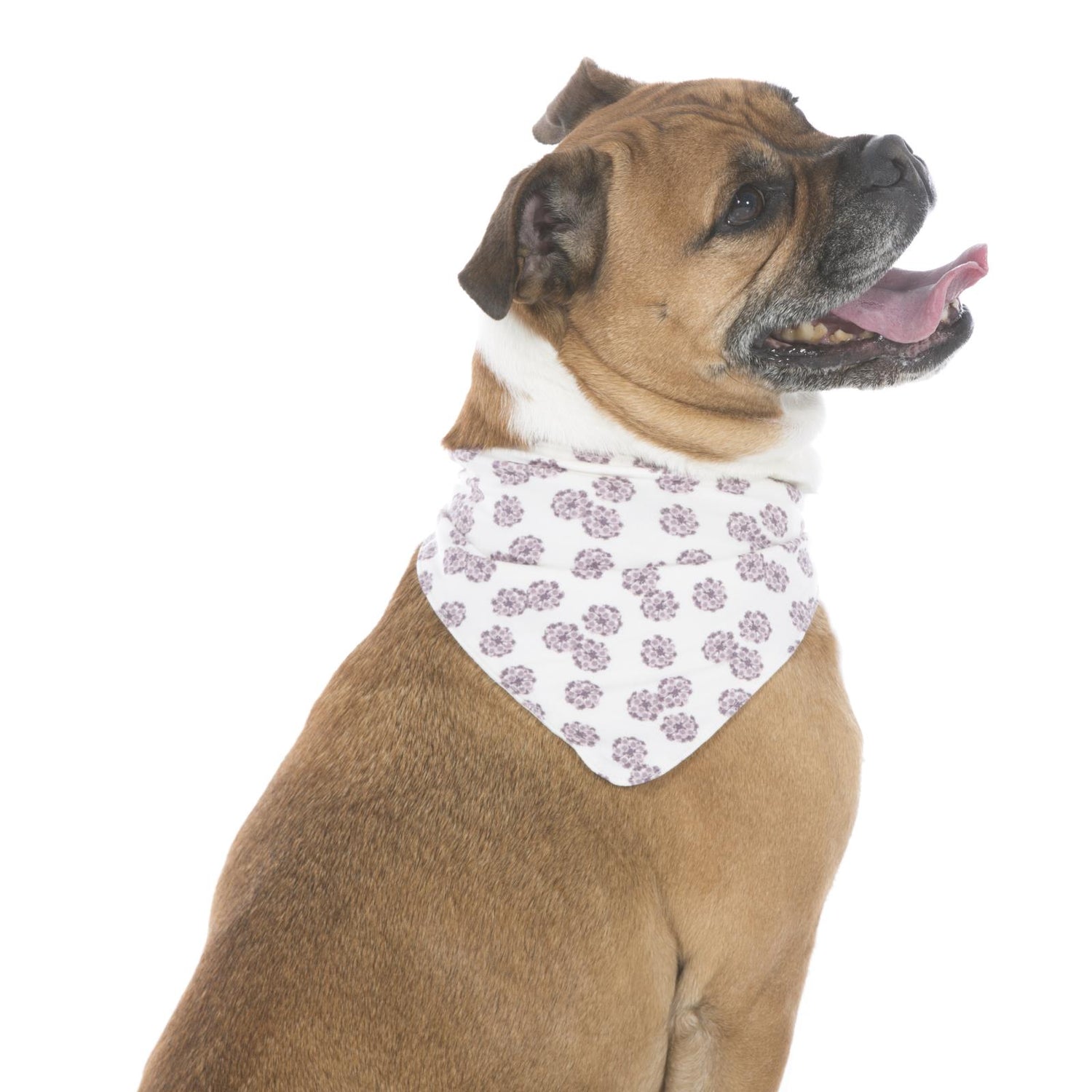 Print Dog Bandana in Natural Lantana
