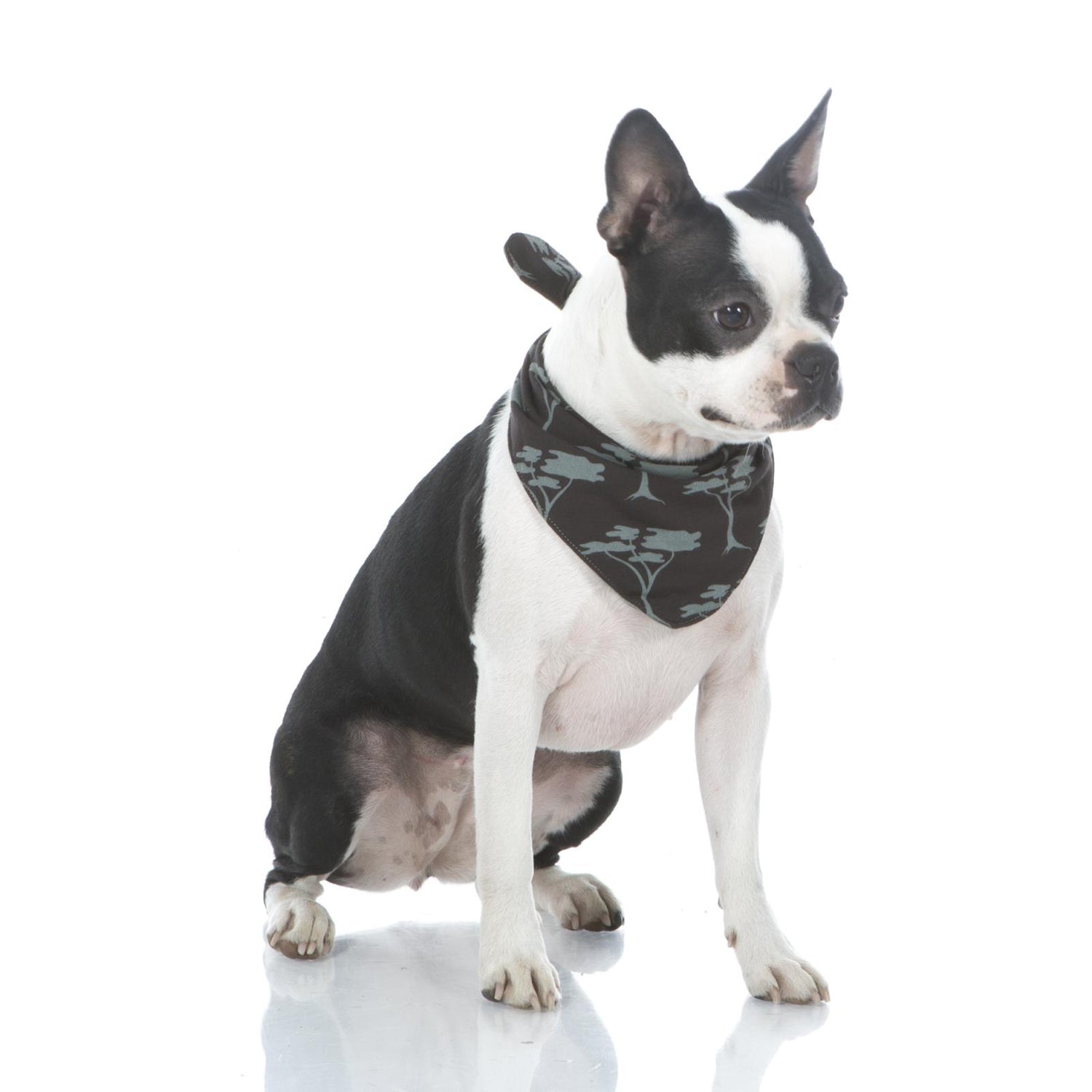 Print Dog Bandana in Zebra Acacia Trees