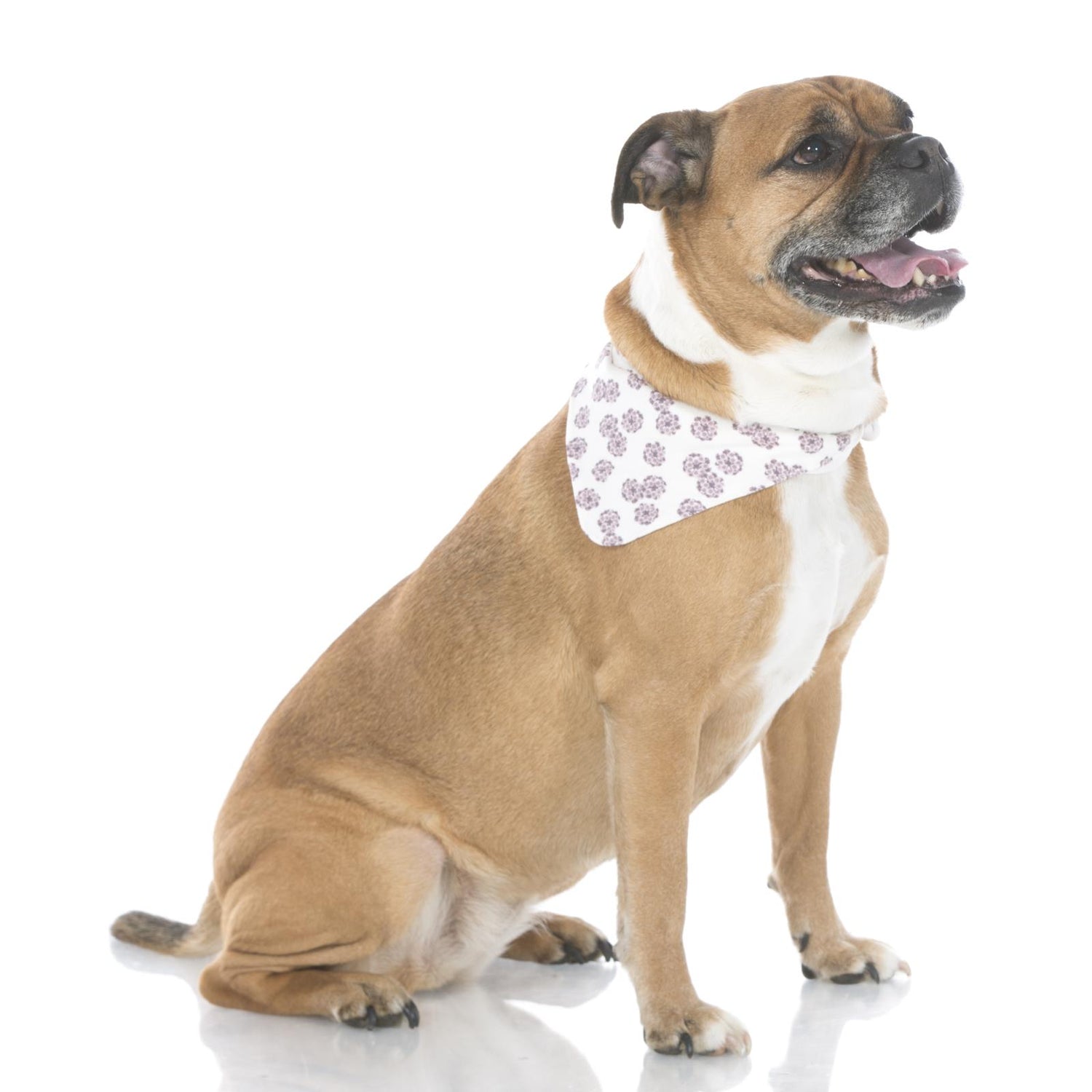 Print Dog Bandana in Natural Lantana
