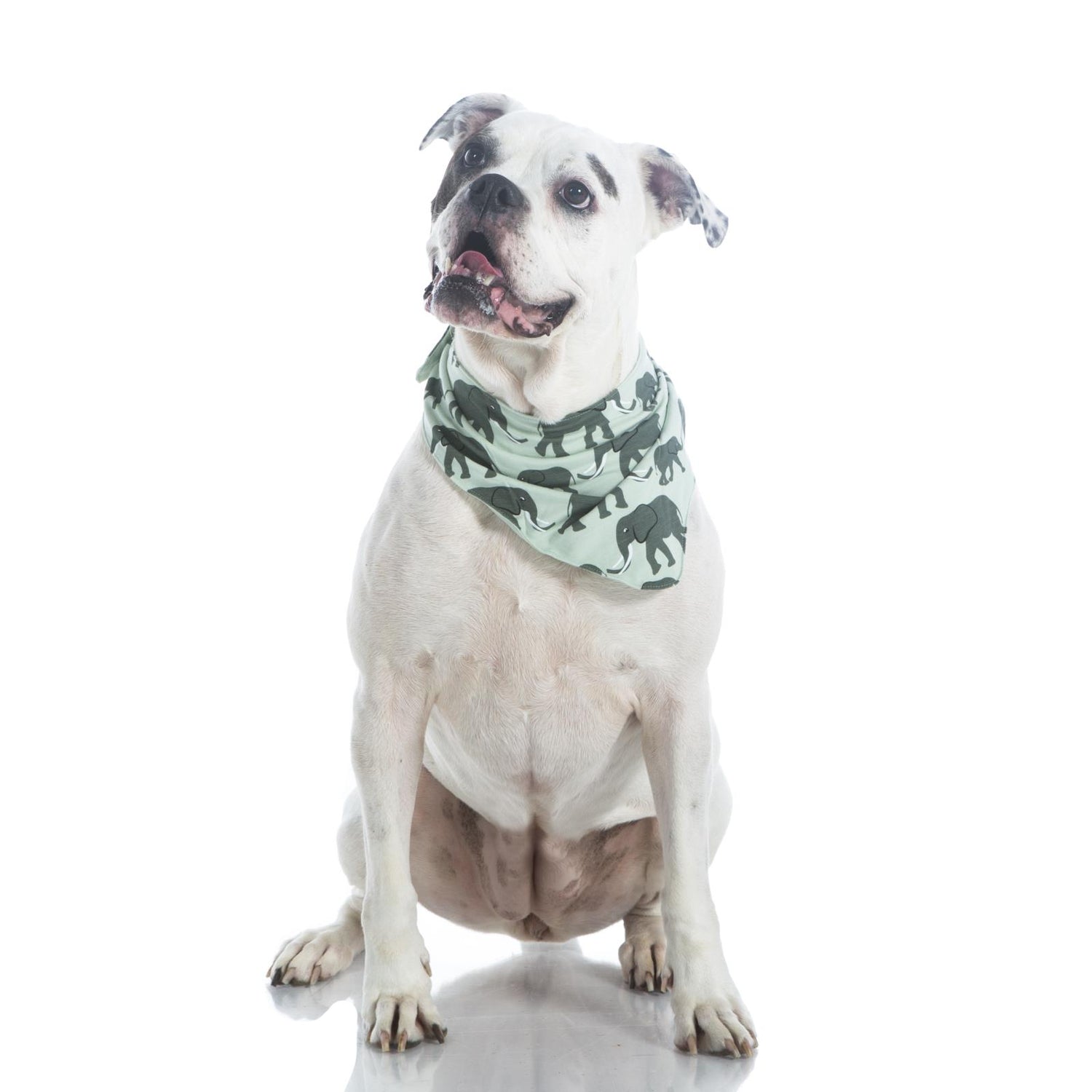 Print Dog Bandana in Aloe Elephant