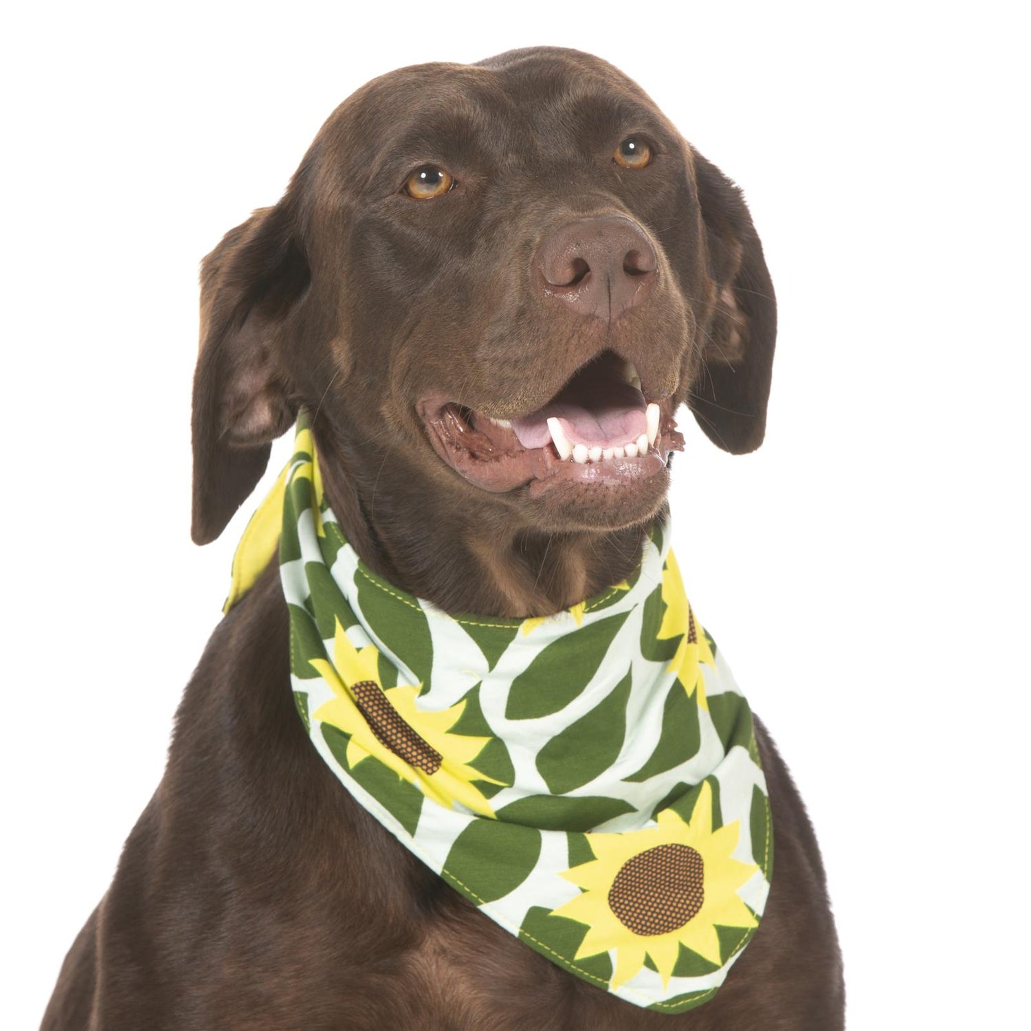 Print Dog Bandana in Aloe Sunflower